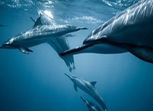 世界杯直播官网app下载入口-除了篮网和76人 交易哈登火箭还有哪些优质选择？